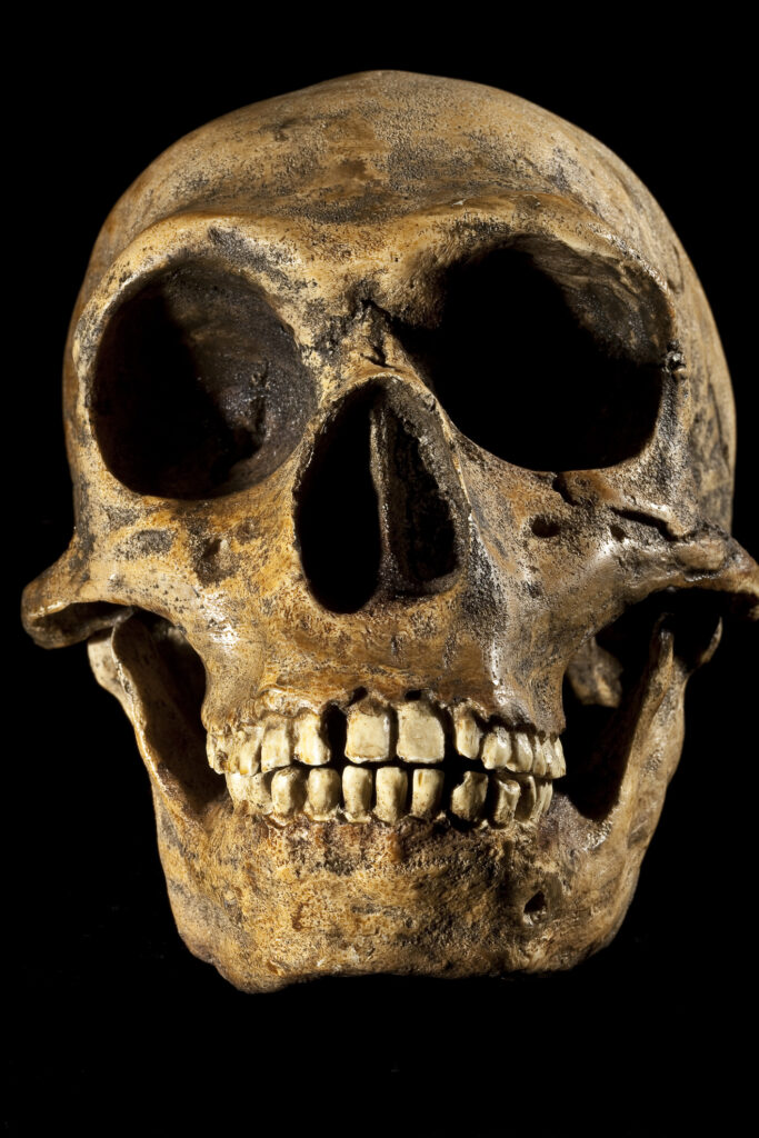 Paleoanthropology: homo neanderthalensiss (replica neanderthal man)